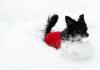 Alaska dogs fight back-img_8715.jpg