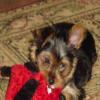 New pictures of Kiki -Favorite toy & 1st Sweater-favorite-toy-3.jpg