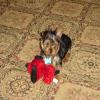New pictures of Kiki -Favorite toy & 1st Sweater-favorite-toy-4.jpg