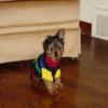 New pictures of Kiki -Favorite toy & 1st Sweater-kikis-first-sweater-5.jpg