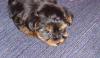 My new Puppy!!!-dsc00489.jpg