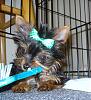 Bailey`s first bow!-bailey2-3-months.jpg