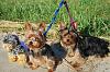 Yodi's Adventure Discussion Thread - YorkieTalk's Traveling Yorkie-walk.jpg