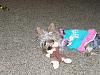 Gracie LOVES her monkey!!!-gracie-her-monkey-sara-her-dance-costume-002.jpg