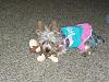 Gracie LOVES her monkey!!!-gracie-her-monkey-sara-her-dance-costume-003.jpg