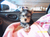 Jazzy is HOME!!!!!!!!!!!-100_3990.gif