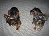 Puppy sitting pics-img_1089.jpg