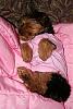 Sleepy Pictures!-ginger-sleeping.jpg