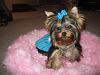 Ting Ting in her Tiffany's dress made by Chloebella.com-201532.jpg