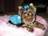 Ting Ting in her Tiffany's dress made by Chloebella.com-201620.jpg