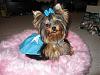 Ting Ting in her Tiffany's dress made by Chloebella.com-201631.jpg
