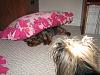 Puppy sitting pics-img_1140.jpg