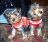 RUBY & PEARL ....CUTE PICTURES !-untitled-2.jpg