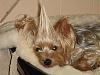 *Gasp!* Never before seen yorkie mixed with...-unicorn.jpg