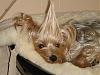 *Gasp!* Never before seen yorkie mixed with...-unicorn-2.jpg