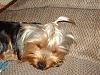 *Gasp!* Never before seen yorkie mixed with...-11-10-07-0043.jpg