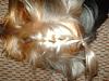 *Gasp!* Never before seen yorkie mixed with...-11-27-07-0045.jpg