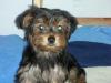 Lulu Has A Playmate! Chestnut!!!!-yorkietalk1.jpg