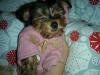 Lulu Has A Playmate! Chestnut!!!!-yorkietalk2.jpg
