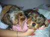 Lulu Has A Playmate! Chestnut!!!!-yorkietalk3.jpg