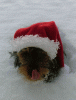 It is snowing in michigan-snow-1-05-yorkie.gif