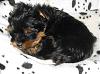 New YorkieTalk members here!-resized2.jpg