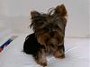 Yorkie Hairstyles....show us your babies hairstyles-cute-kona-july-6-2009.jpg