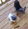 Yodi's Adventure Discussion Thread - YorkieTalk's Traveling Yorkie-yodi1.jpg