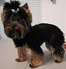 Yorkie Hairstyles....show us your babies hairstyles-after.jpg