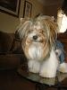 Yorkie Hairstyles....show us your babies hairstyles-photo_036.jpg