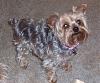Yorkie Hairstyles....show us your babies hairstyles-100_7677.jpg