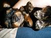 Our Newest Boy- KENWORTH!-puppy-pic-3-weeks-034.jpg