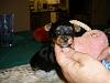 Our Newest Boy- KENWORTH!-puppy-pic-3-weeks-082.jpg