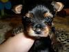 Our Newest Boy- KENWORTH!-puppy-pic-3-weeks-013.jpg