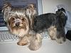 Yorkie Hairstyles....show us your babies hairstyles-img_1153.jpg