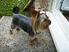 Yorkie Hairstyles....show us your babies hairstyles-haircut7.jpg