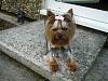Yorkie Hairstyles....show us your babies hairstyles-haircut9.jpg