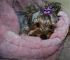 Pictures of Isabeau Wearing New Bows From Marj (Ladymom)-izzy-july25-09-purple-bow-1.jpg