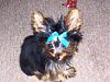 ♥Tough Guys Wear Bows♥-100_2873.jpg