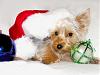 A Yorkiemom new to this site.-christmas-card-1-copy.jpg