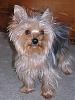 A Yorkiemom new to this site.-static-3.jpg