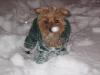 Stewie's 1st Real Snow!-stewsnow2.jpg