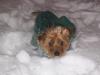 Stewie's 1st Real Snow!-stewsnow3.jpg