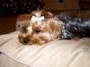 Finally..ALL our Yorkies!-trixie-sleeping.jpg