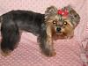 Yorkie Hairstyles....show us your babies hairstyles-img_0933_2.jpg