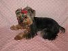 Yorkie Hairstyles....show us your babies hairstyles-img_0928_2.jpg