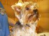 Finally..ALL our Yorkies!-abby.jpg
