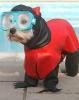 Cute little diver!-scuba-yorkie.jpg