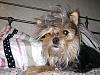 Let's see some funny pics!-roxie-2nd-bday-2008-044.jpg