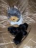 Yodi's Adventure Discussion Thread - YorkieTalk's Traveling Yorkie-yodi-pups1.jpg